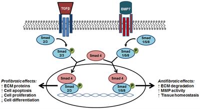 Novel Anti-fibrotic Therapies